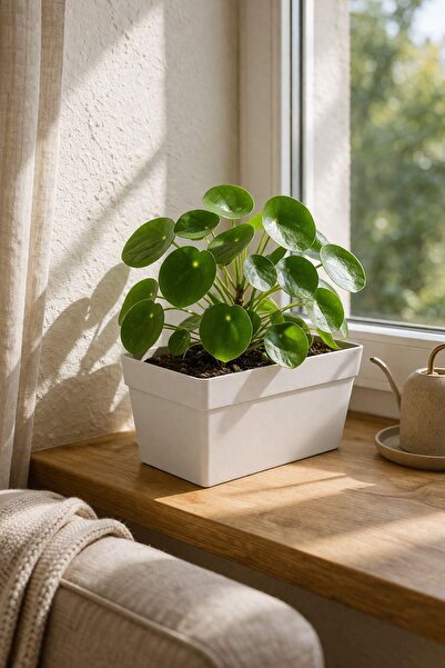 POLİVAHOME Yalı Saksı 6,5 Lt 30 Cm Plastik Bahçe Balkon Veranda Çit Küpeşte Ç...