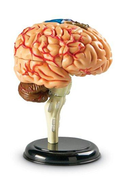 Learning Resources Human brain model