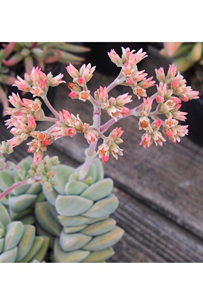 SukuLand Crassula Moonglow Kore ithal özel tür sukulent 5,5cm saksıda