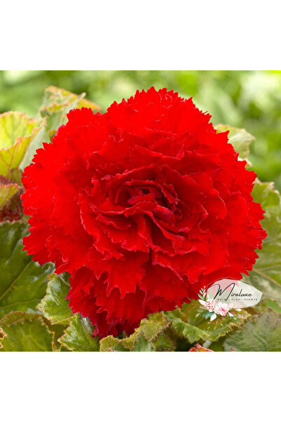 Miracle Garden Bulb Begonia Fimbriata Roșu