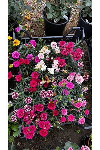 GARDENLİFEBOTANİK Saksıda mis kokolu karanfil çiçeği