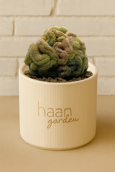 haan garden Hahnianna Cristad