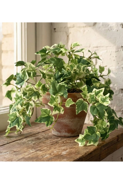 Generic Hedera Helix Variegated - With Plastic Pot - 20cm to 30cm