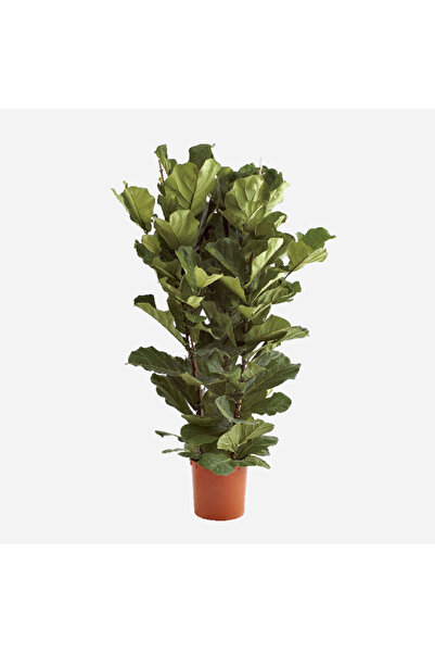 Generic Fiddle-leaf Fig 3pp Holland - With Plastic Pot - 120cm to 150cm