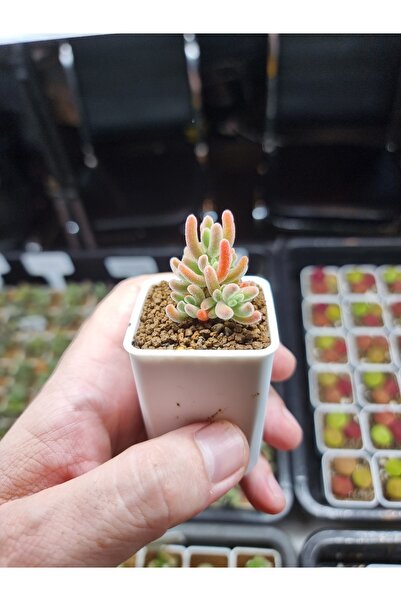 variegataseeds Drosanthemum Eburneum Red yellowIce Crystal ( saksısız)