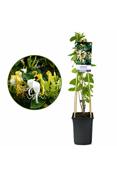 Serafina Lonicera Japonica Halliana, H 60 cm