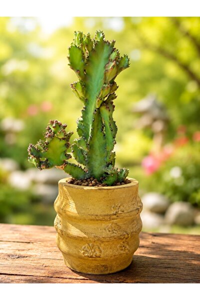 ATLANTE CACTUS Euphorbia lactea ‘Monstrose’ – Heykelsi Formuyla Eşsiz Bir Kol...