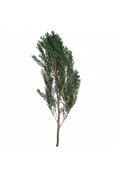 Roberto Rossi Preserved Cypress twig H40-60 cm. green