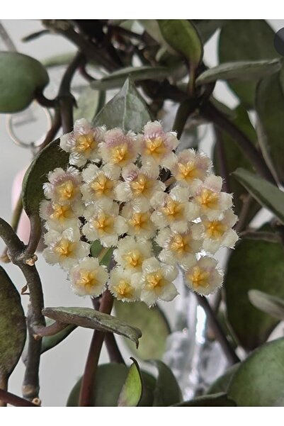 SİMAN BOTANİK Hoya Lacunosa Violet Mum Çiçeği
