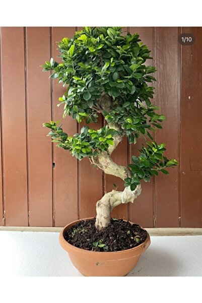 NADİR KAKTÜS Bonzai Ağacı Bonsai S Gövde 100- 110cm Ev Bitkisi Ofis Bitkisi S...