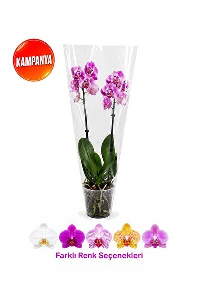 gardenkoala Çift Dal Kısa Boy Orkide – Phalaenopsis – 12 cm Saksı