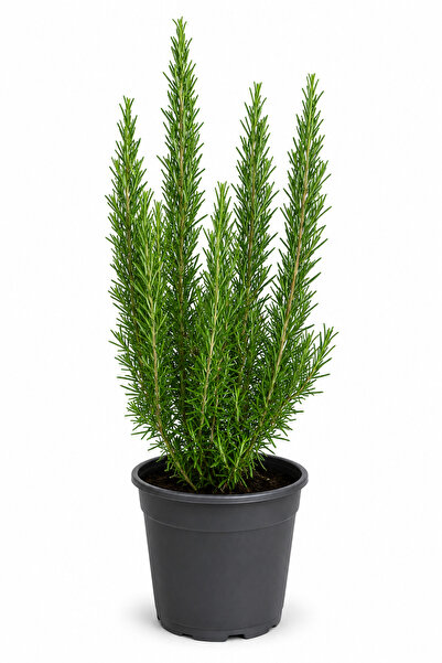 Rosemary Garden Canlı Yemeklik Kokulu Biberiye Bitkisi 50-65 cm 2 Litre Saksı...
