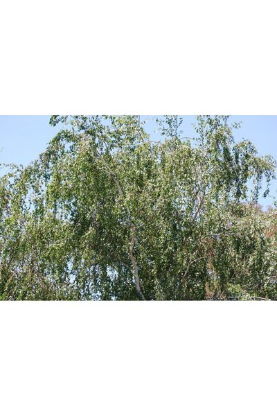 Green Health ΒΟΤΑΝΟ ΙΤΙΑ 1ΤΕΜ 100gr
