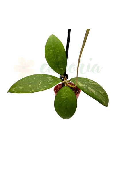 Eufloria Hoya mindorensis