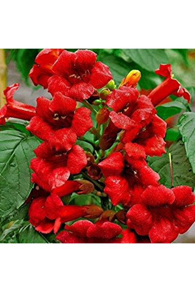 123 100Pcs See through Fuchsia Flower Seeds for Home Garden Planting