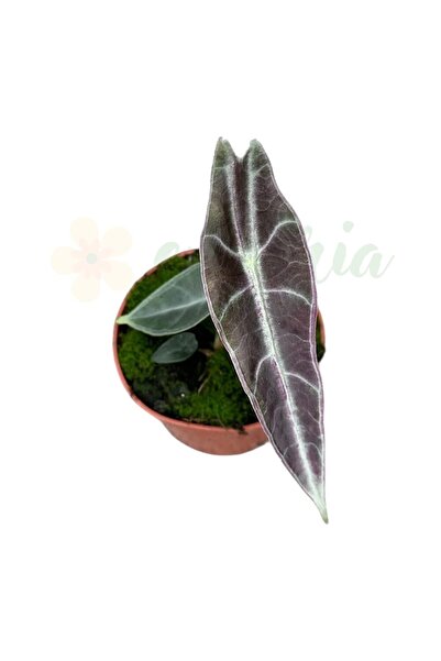 Eufloria Alocasia longiloba PURPLE Ø10.5cm