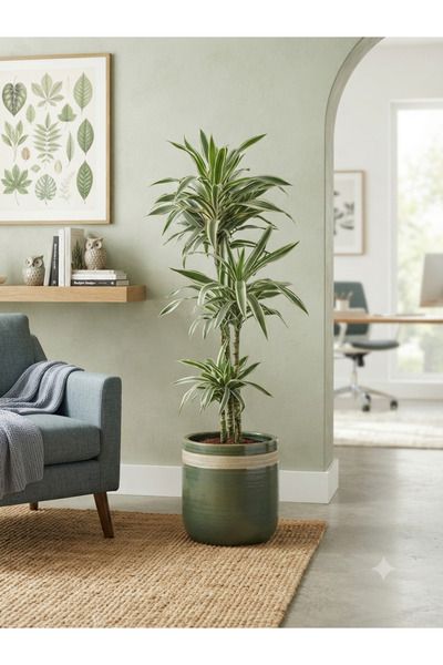 bitkidünyam Dracaena Marginata 150 cm - 3 Gövdeli Büyük Salon-ofis Bitkisi - ...