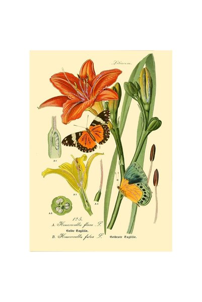Madame Treacle Karnet B6 Natura 3, card felicitare cu sclipici si plic, multi...