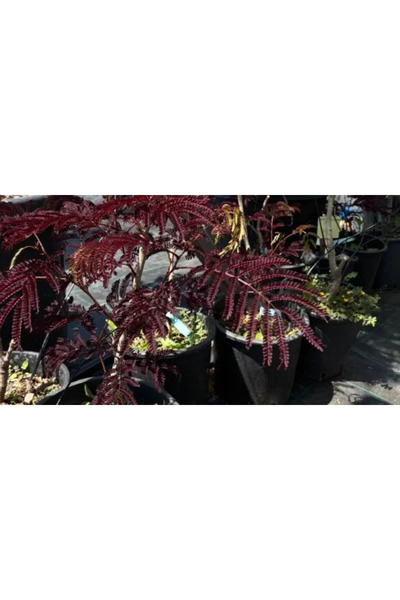 PLANTA TERRA Gradina ta începe aici Arborele de mătase, Albizia Summer Chocol...
