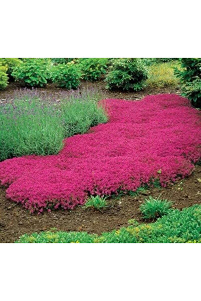 123 Creeping Moonflower Mixed Groundcover Seeds for Planting Heirloom Flower ...