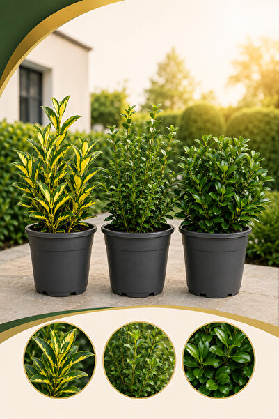 Rosemary Garden 3lü Bahçe Çit ve Bordür Başlangıç Fidan Seti Alacalı Gold Taf...