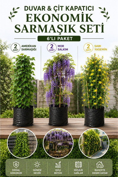 Rosemary Garden 6lı Ekonomik Sarmaşık Fidanı Seti Hızlı Büyüyen Amerikan Sarm...