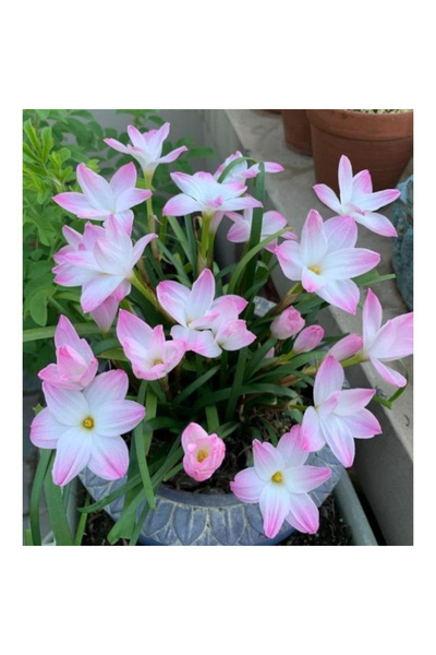 123 Morning Glory Seeds, Outdoor Perennial Flower Seeds, Perennial Groundcove...