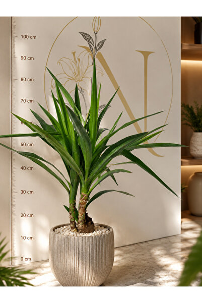 natura Avize Çiçeği (Yucca)