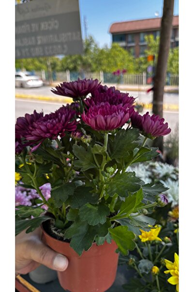 GARDENLİFEBOTANİK Kasımpatı canlı bitki