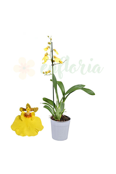 Eufloria Orhidee Oncidium 'Münsterland Stern' Ø12cm - flori parfumate