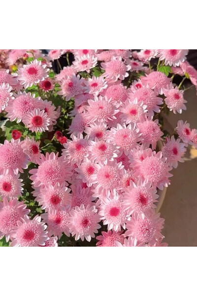 Bloom & Sow Seed بذور زهرة الأقحوان الوردية المدمجة، مقاومة للبرد، زهور زينة ...