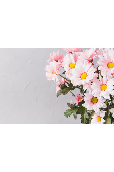Bloom & Sow Seed بذور أقحوان وردي فاتح أحادي الساق - زهرة مقطوفة متعددة الساق...