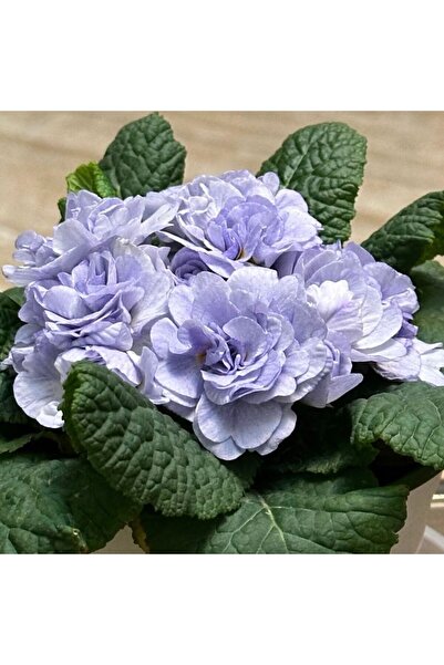 Bloom & Sow Seed نباتات زهرة البريمروز الزرقاء الفاتحة المزدوجة في أصيص - زهر...