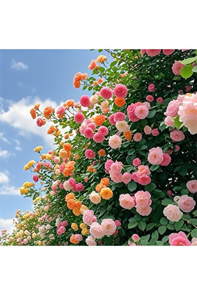 Bloom & Sow Seed بذور ورد متسلق باللون البرتقالي والوردي والأصفر، لزهر كثيف ل...
