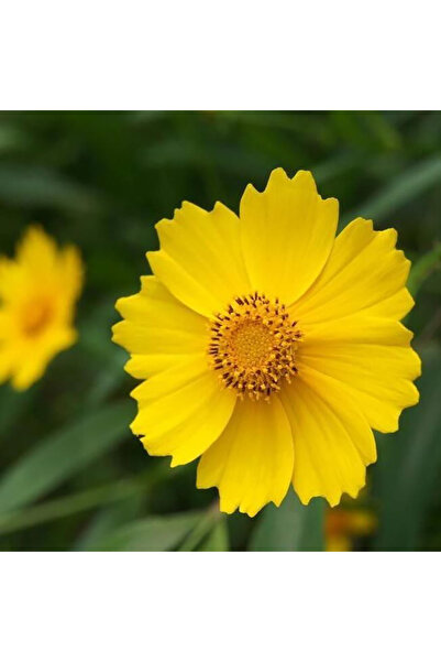 Bloom & Sow Seed Yellow Coreopsis Seeds, Drought‑Tolerant Long Blooming Wildf...