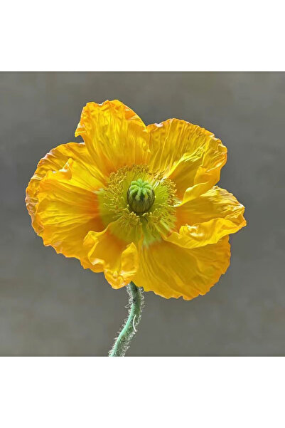 Bloom & Sow Seed Vibrant Golden Yellow Iceland Poppy Seeds, Paper‑Like Crinkl...