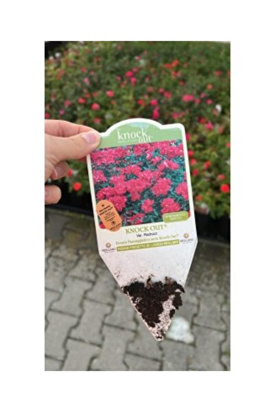 OEM Trandafir Knock Out ®   Radrazz – Roșu Intens, recipient de 3L