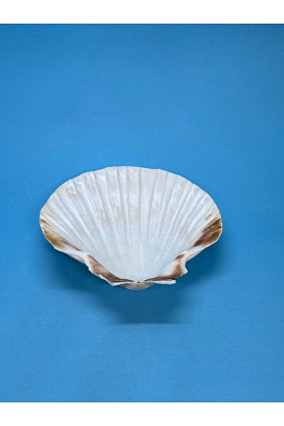 gemsartdeco Real Oyster Presentation Plate Shell 1 Piece