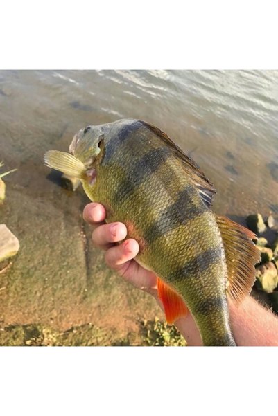 NO BRAND Mulineta DAM Quick 11000 FD 2019