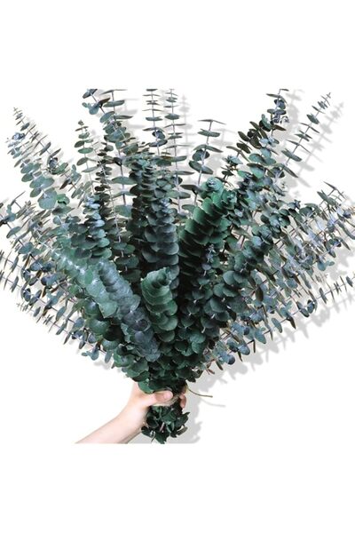 Generic Oning 30Pcs Dried Eucalyptus Stems, 17" Real Preserved Plant For Show...