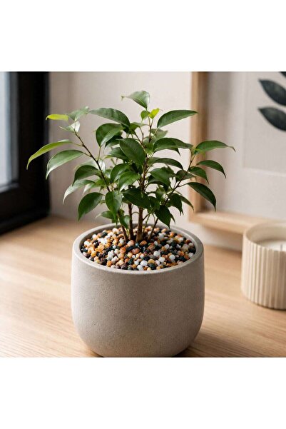OEM Piatra decorativa naturala, Decolex, Forest, interior / exterior, multico...