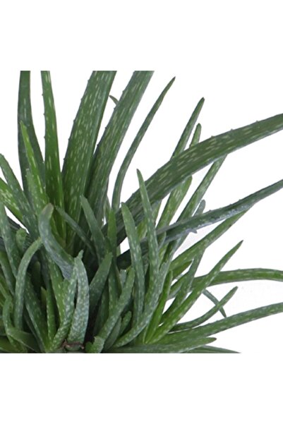 agave ginestra ventotene Agave desmettiana 'Variegata' main image 0