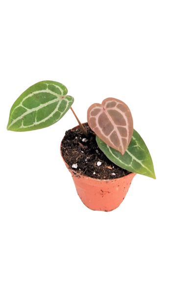 Eufloria Anthurium 'Docblock Michelle' D9
