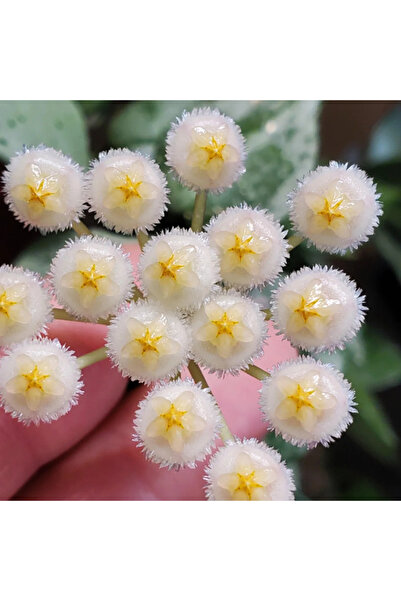 Eufloria Hoya krohniana 'Eskimo' Ø6cm
