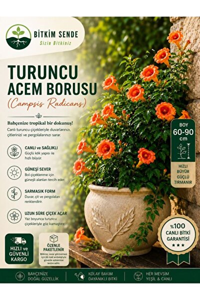Bitkim Sende Acem Borusu ( Campsis Radicans ) Sarmaşık Fidanı 125-150 Cm