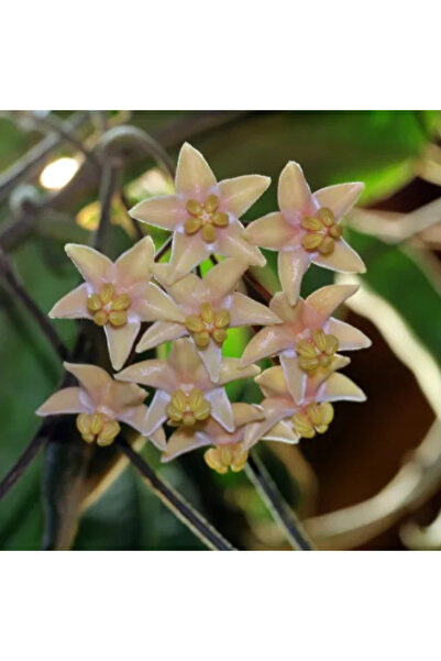 Eufloria Hoya hypolasia Ø7cm