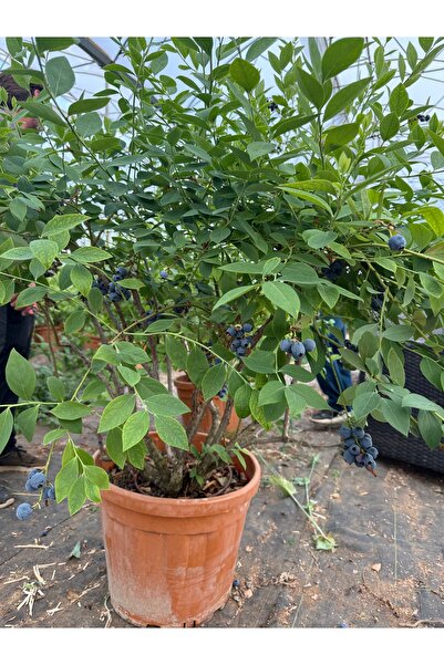 Selinus Blueberry Yaban Mersini Fidanı 4 Yaş 45L Saksı