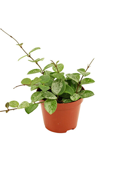 Eufloria Hoya 'Mathilde Splash' Ø9cm