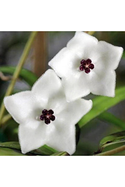 Eufloria Hoya pauciflora Ø6cm