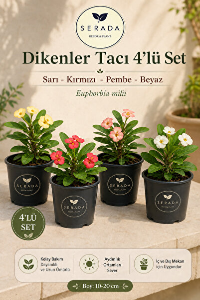Video 4-Piece Thorns Crown Flower(yellow-Red-Pink-White)10-15 Cm Tube Flower Euphorbia Milii